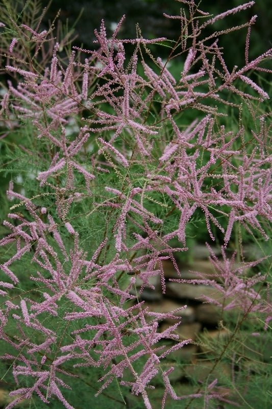 Image of Tamarix ramosissima 'Pink Cascade' taken at Juniper Level Botanic Gdn, NC by JLBG