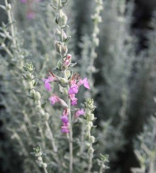 Image of Teucrium marum taken at Juniper Level Botanic Gdn, NC by JLBG
