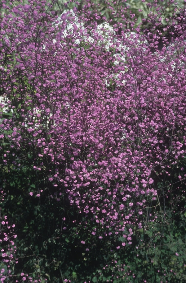 Image of Thalictrum delavayi 'Hewitt's Double' taken at Suncrest Nsy, CA