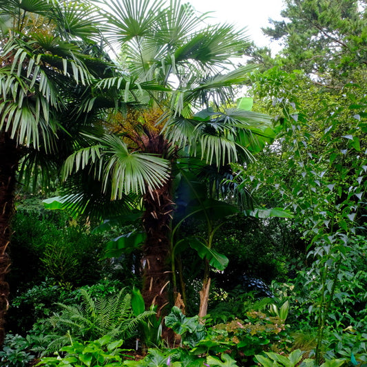 Image of Trachycarpus fortunei 'Dwarf Delights' taken at Juniper Level Botanic Gdn, NC by JLBG