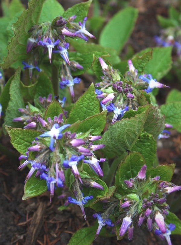 Image of Trachystemon orientalis taken at Juniper Level Botanic Gdn, NC by JLBG