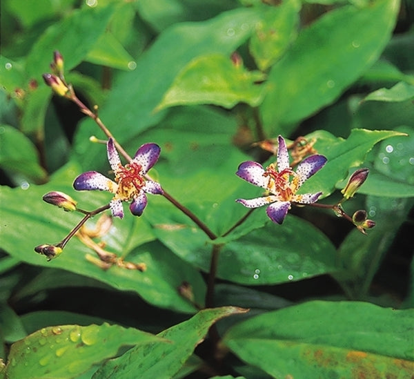 Image of Tricyrtis lasiocarpa taken at Juniper Level Botanic Gdn, NC by JLBG