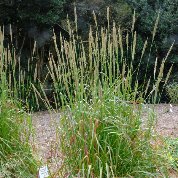 Image of Tridens stricta 'Buffalo Feathers' taken at Juniper Level Botanic Gdn, NC by JLBG