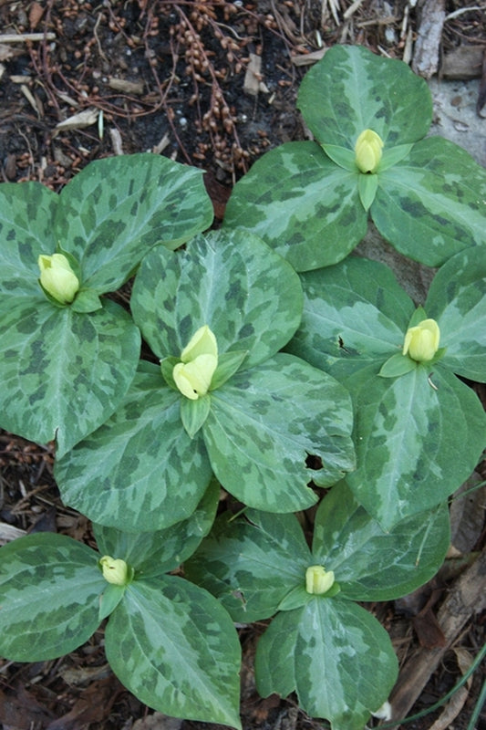 Image of Trillium discolor taken at Juniper Level Botanic Gdn, NC by JLBG