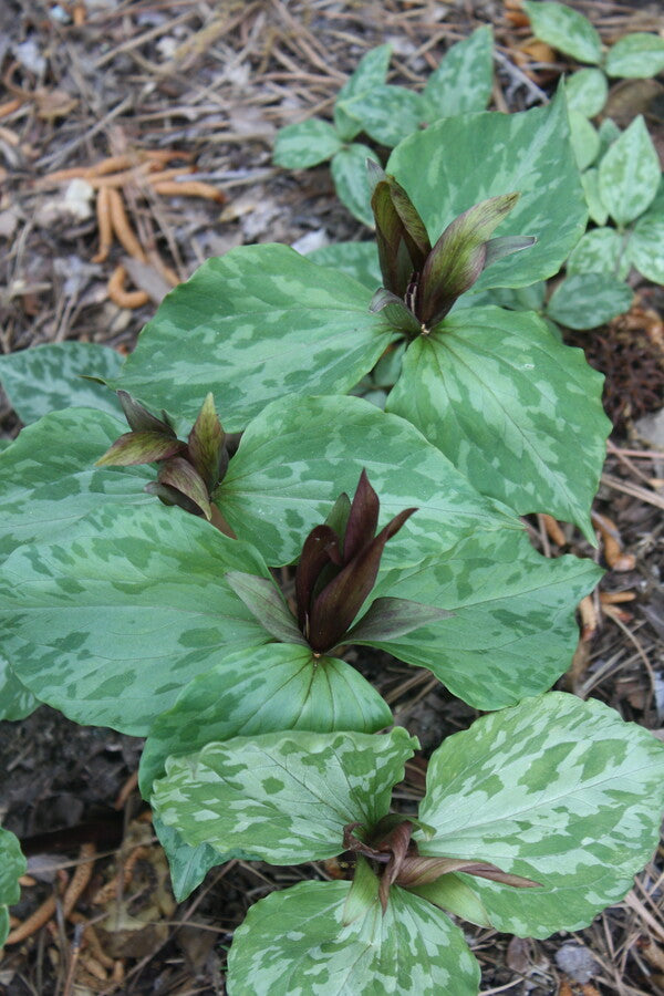 Image of Trillium x freatum 'Sweet Carolina Girls' taken at Juniper Level Botanic Gdn, NC by JLBG