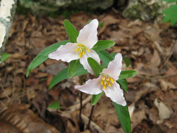 Image of Trillium georgianum taken at In Situ by C. Voris