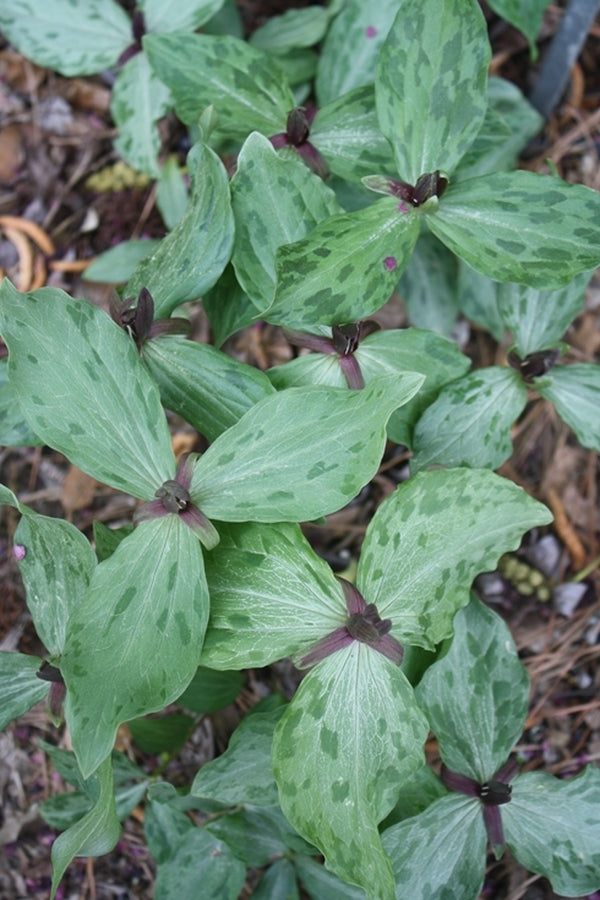 Image of Trillium gracile 'Hunter'