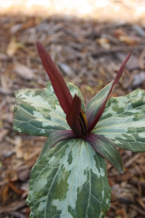 Image of Trillium ludovicianum 'Ouachita' taken at Juniper Level Botanic Gdn, NC by JLBG