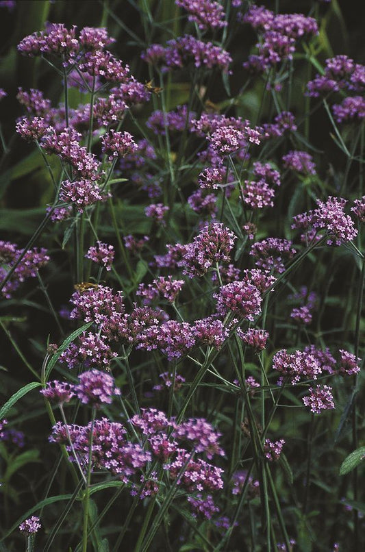 Image of Verbena bonariensis taken at Juniper Level Botanic Gdn, NC by JLBG