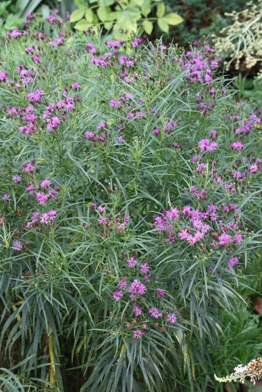 Image of Vernonia angustifolia 'Plum Peachy'