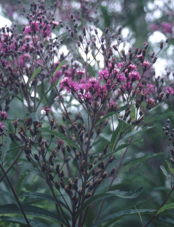 Image of Vernonia gigantea taken at Juniper Level Botanic Gdn, NC by JLBG