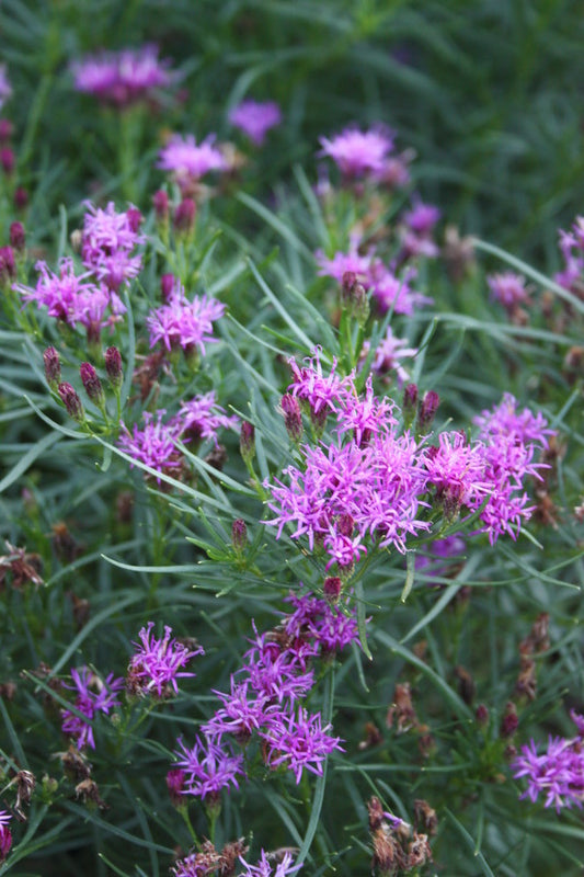 Image of Vernonia lettermanii taken at Juniper Level Botanic Gdn, NC by JLBG
