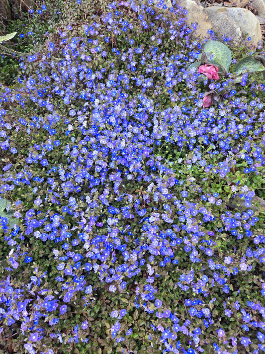 Image of Veronica umbrosa 'Georgia Blue' taken at Juniper Level Botanic Gdn, NC by JLBG