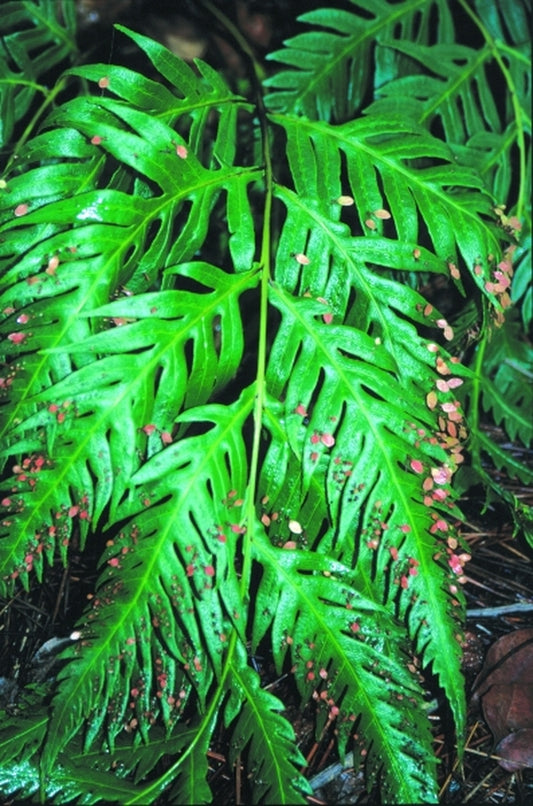 Image of Woodwardia prolifera taken at Wayside Gdn, SC
