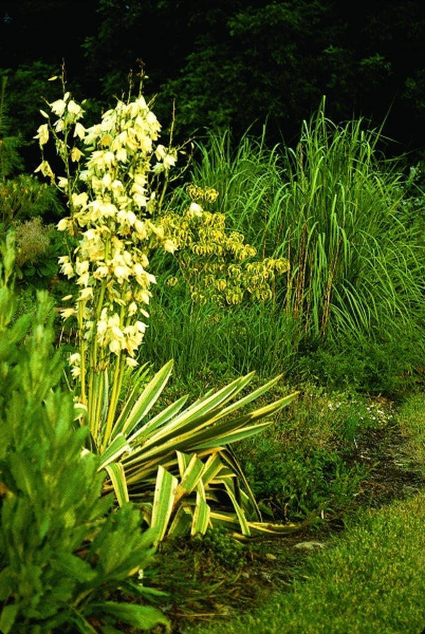 Image of Yucca filamentosa 'Variegata' taken at Juniper Level Botanic Gdn, NC by JLBG