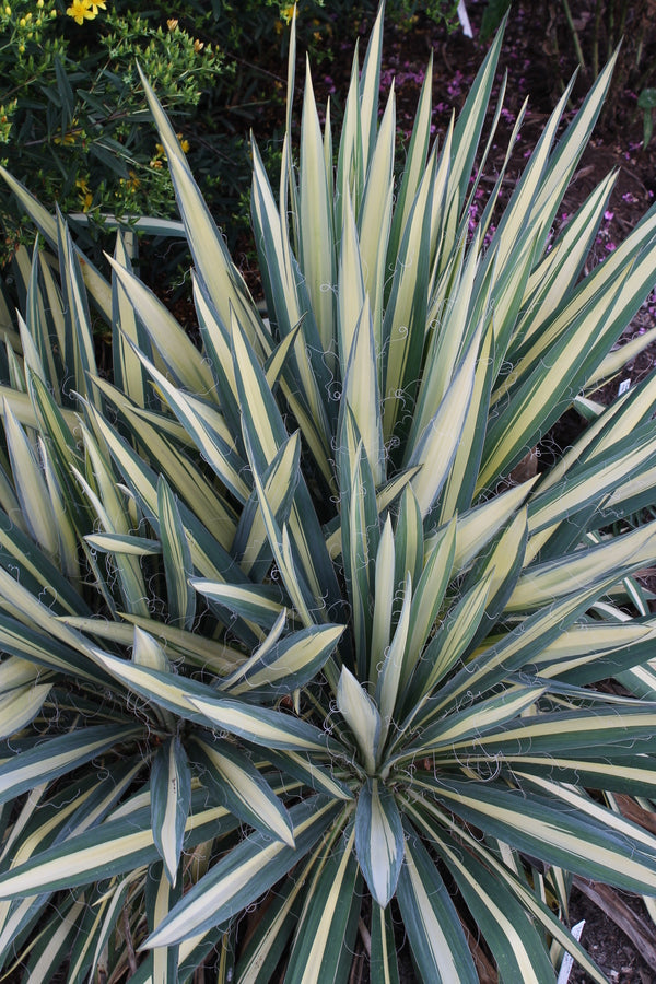Image of Yucca flaccida 'Gold Heart' taken at Juniper Level Botanic Gdn, NC by JLBG