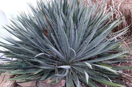 Image of Yucca flaccida 'Hairy' taken at Juniper Level Botanic Gdn, NC by JLBG