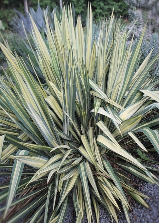 Image of Yucca flaccida 'Wilder's Wonderful' taken at Juniper Level Botanic Gdn, NC by JLBG