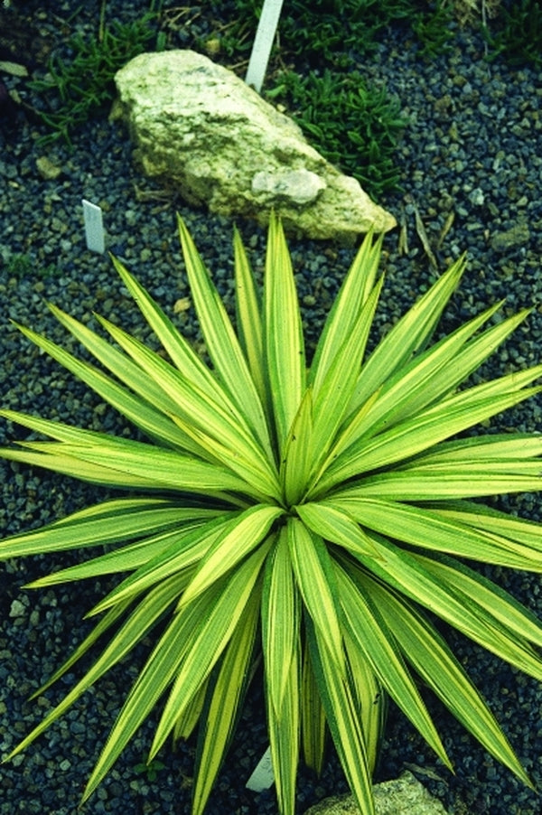 Image of Yucca gloriosa 'Tiny Star' taken at Juniper Level Botanic Gdn, NC by JLBG