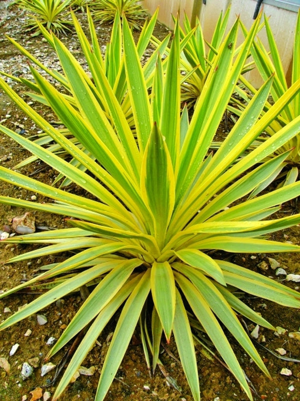 Image of Yucca gloriosa 'Walbristar' PP 17,653 taken at Tristam Nursery, UK by PlantHaven