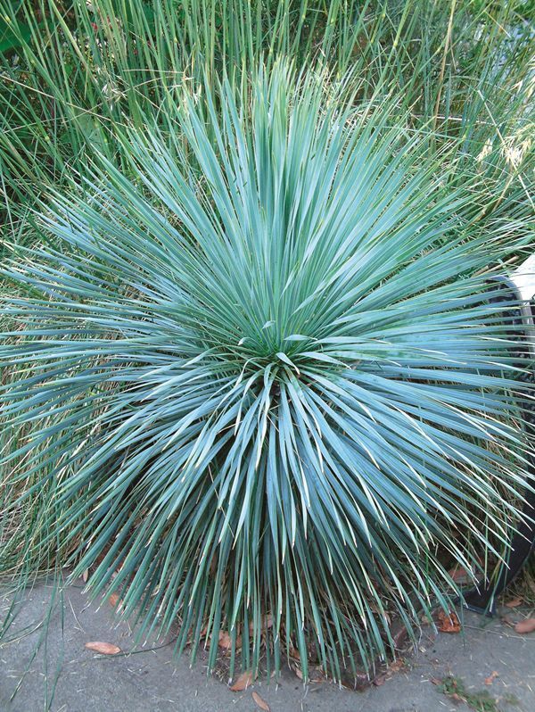 Image of Yucca rostrata 'Sapphire Skies' taken at S. Hogan Gdn, OR by Terra Nova Nurseries