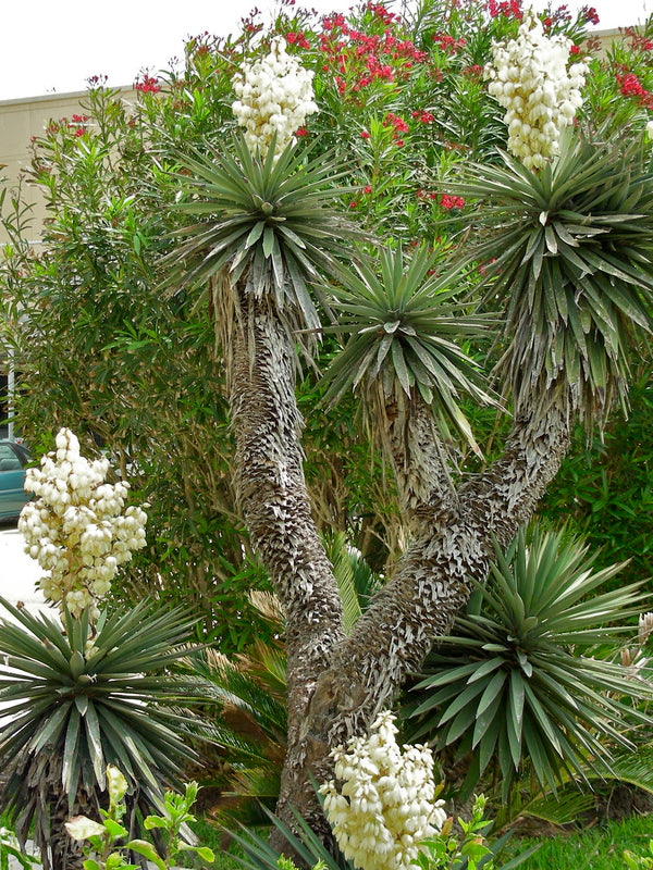 Image of Yucca treculeana Papay short leaf form taken at Galveston, TX by M.J. Papay