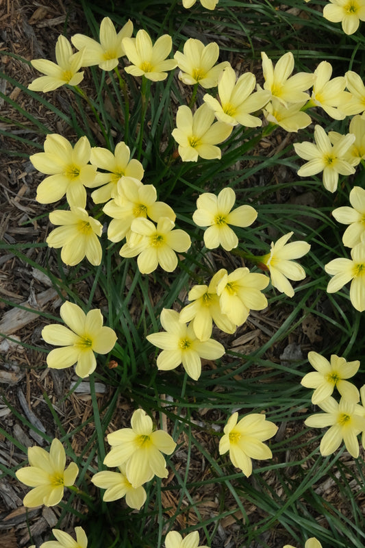 Image of Zephyranthes 'Buttery Billowy Blowout' taken at Juniper Level Botanic Gdn, NC by JLBG
