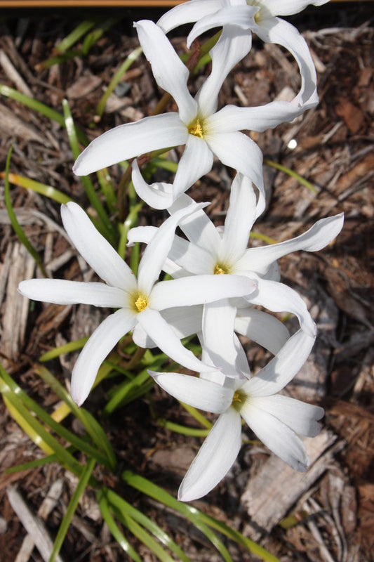 Image of Zephyranthes 'Itsy Bitsy' taken at Juniper Level Botanic Gdn, NC by JLBG