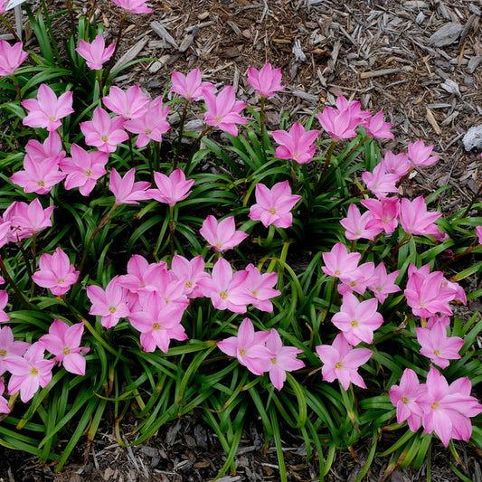 Image of Zephyranthes 'Rose Colored Glasses' taken at Juniper Level Botanic Gdn, NC by JLBG