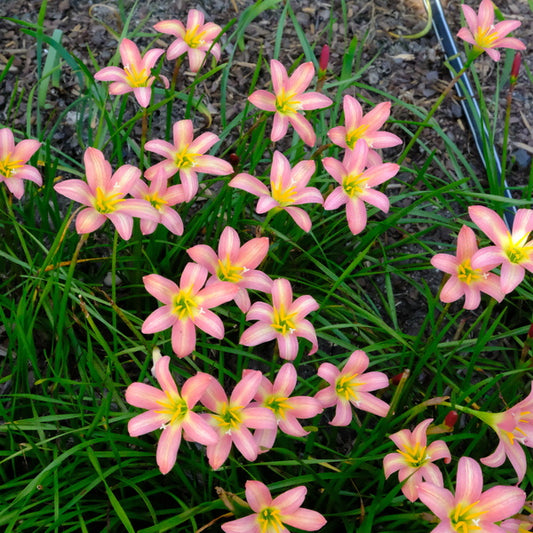 Image of Zephyranthes 'Rose Perfection' taken at Juniper Level Botanic Gdn, NC by JLBG