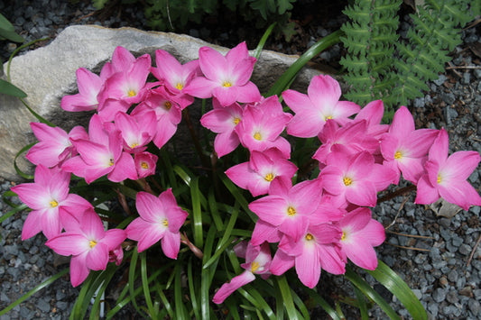 Image of Zephyranthes 'Smokin' Hot' taken at Juniper Level Botanic Gdn, NC by JLBG
