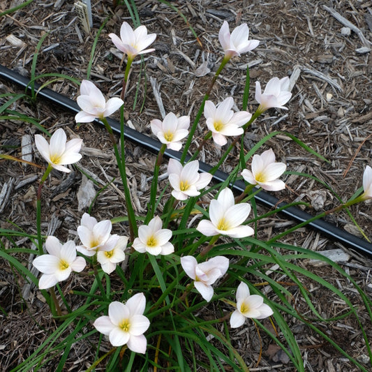 Image of Zephyranthes morrisclintii 'Starfrost' taken at Juniper Level Botanic Gdn, NC by JLBG