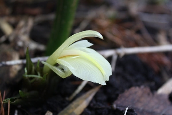 Image of Zingiber mioga