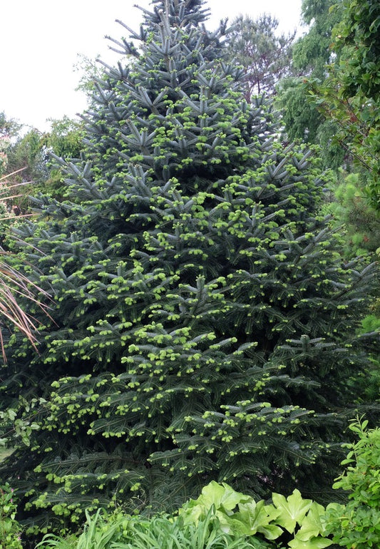 Image of Abies bornmuelleriana Bolu-Kokeztaken at Juniper Level Botanic Gdn, NC by JLBG