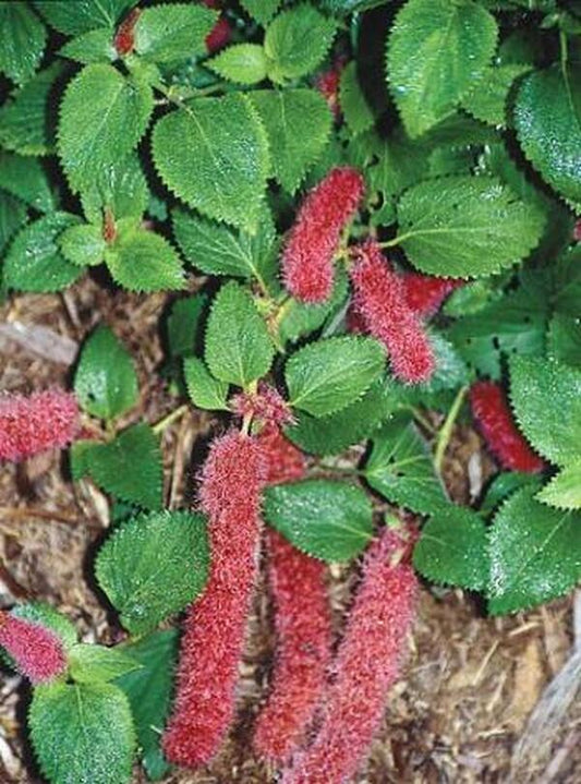 Image of Acalypha herzogiana 'Firetail'|Juniper Level Botanic Gdn, NC|JLBG