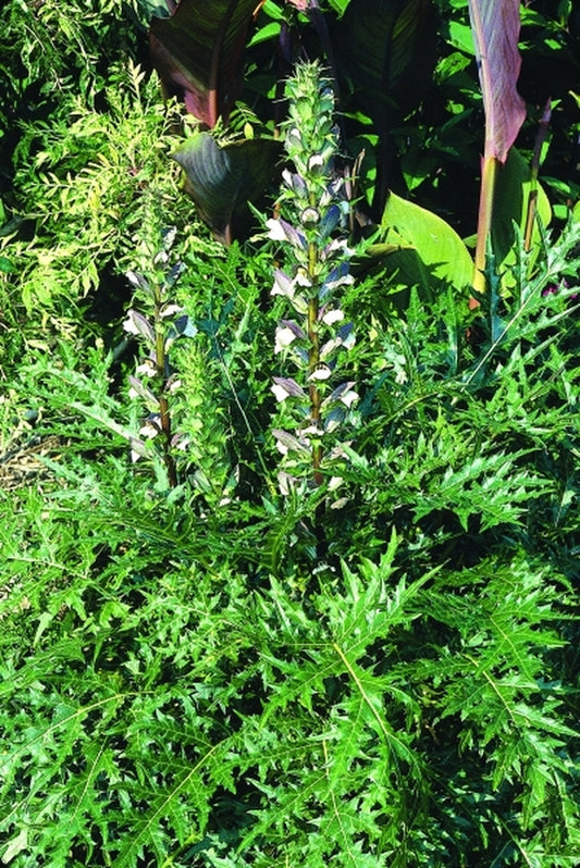 Image of Acanthus caroli-alexandritaken at Juniper Level Botanic Gdn, NC by JLBG