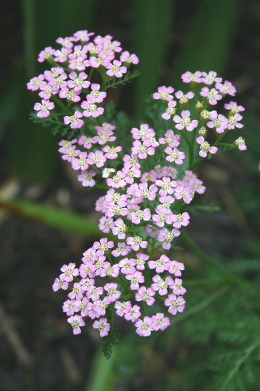 Image of Achillea 'Pretty Belinda'|Juniper Level Botanic Gdn, NC|JLBG