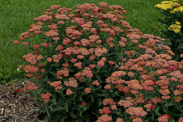 Image of Achillea 'Sassy Summer Sangria' PP 31,355|Walters Gardens, MI|Walters Gardens