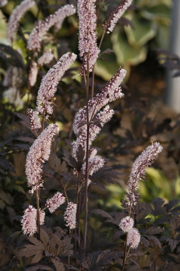 Image of Actaea simplex 'Hillside Black Beauty' PP 9988|Walters Gardens, MI|www.perennialresource.com