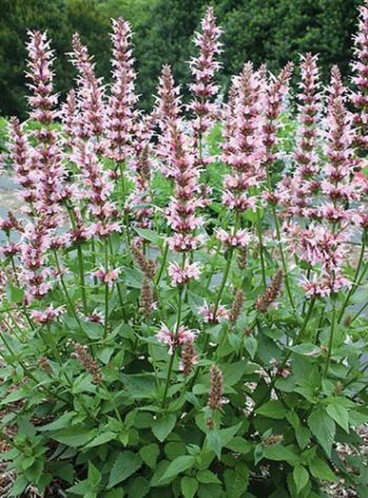 Image of Agastache 'Cotton Candy' PP 20,991|Juniper Level Botanic Gdn, NC|JLBG