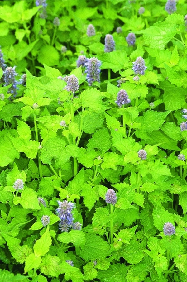 Image of Agastache foeniculum 'Golden Jubilee'|Juniper Level Botanic Gdn, NC|JLBG