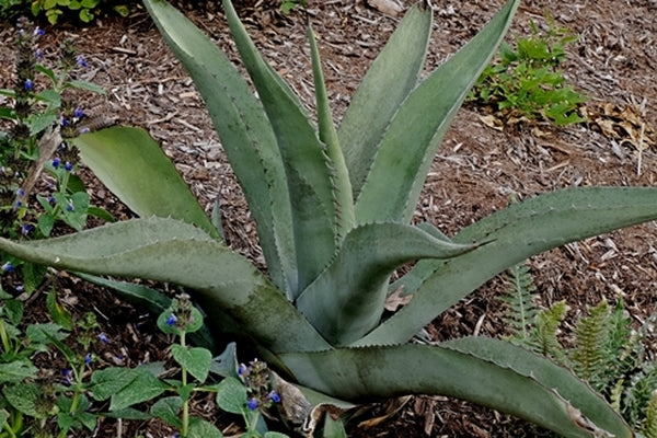 Image of Agave asperrima Koehres form||