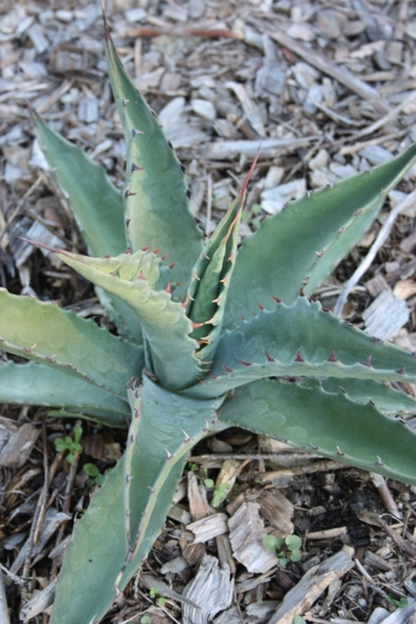 Image of Agave asperrima ssp. asperrima|Juniper Level Botanic Gdn, NC|JLBG