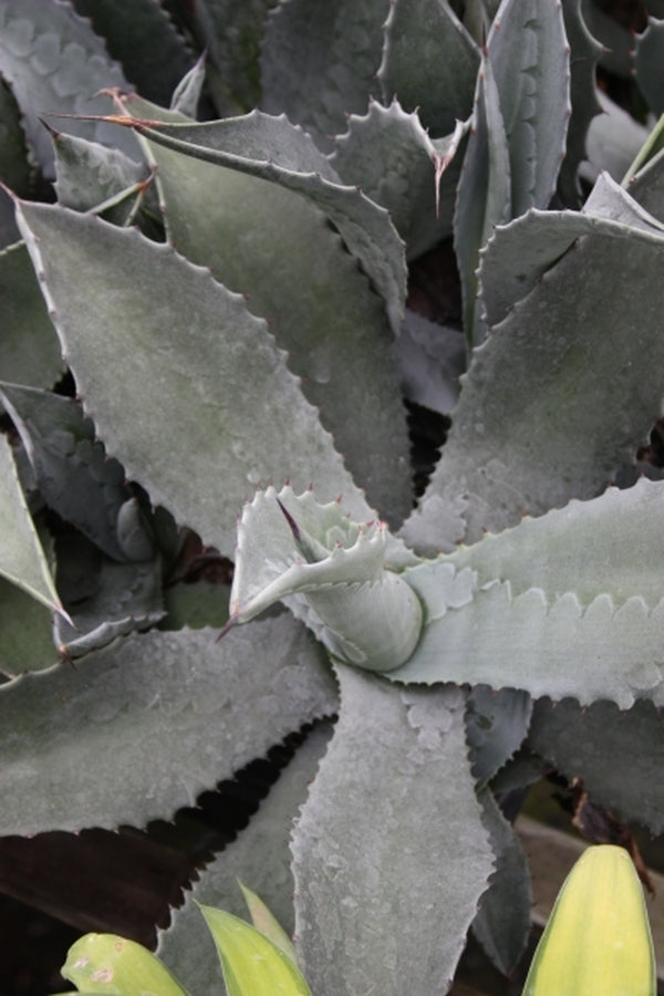 Image of Agave asperrima ssp. potosiensis|Juniper Level Botanic Gdn, NC|JLBG