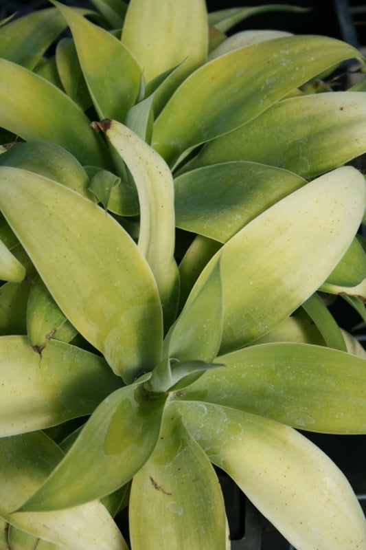 Image of Agave attenuata 'Raea's Gold'|Juniper Level Botanic Gdn, NC|JLBG