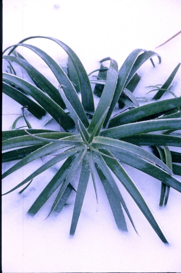 Image of Agave bracteosa|Juniper Level Botanic Gdn, NC|JLBG