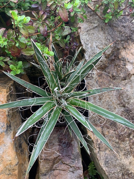 Image of Agave felgeri |Juniper Level Botanic Gdn, NC|C. Hardison