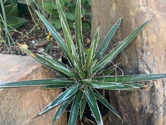 Image of Agave felgeri |Juniper Level Botanic Gdn, NC|C. Hardison