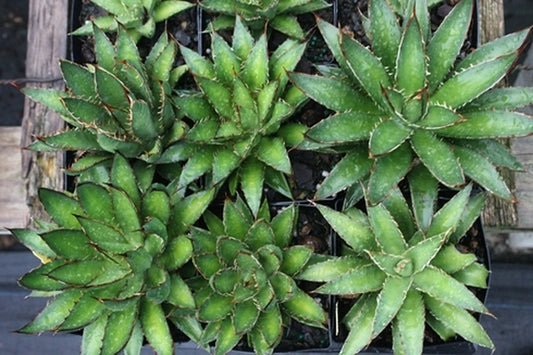Image of Agave garciae-mendozae Valle de los Fantasmas form||