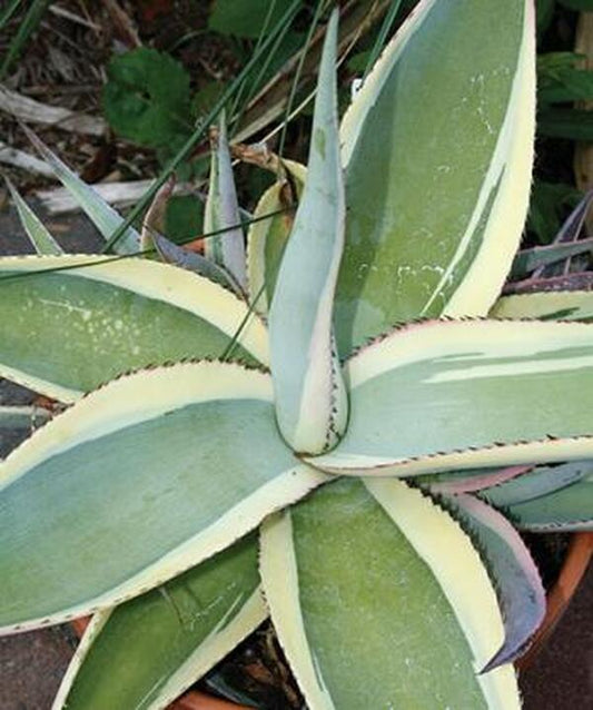 Image of Agave guiengola 'Creme Brulee'taken at Juniper Level Botanic Gdn, NC by JLBG